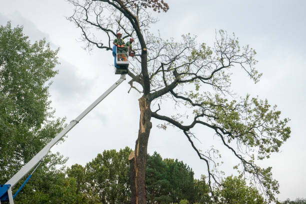 Best Tree Trimming and Pruning  in Mesilla, NM