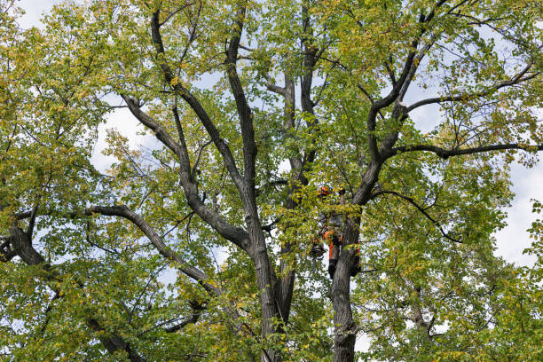 Best Tree Maintenance Programs  in Mesilla, NM